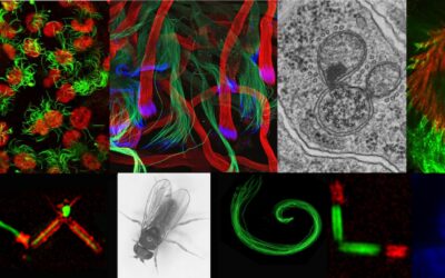 Technicien en biologie cellulaire, CDD 18 mois renouvelable (Lyon 08)