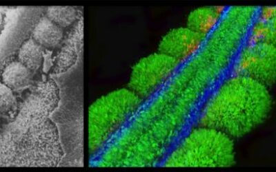 Immune Cell Engineering and Muscle Regeneration (Lyon, France)