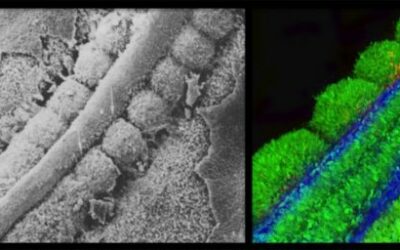 Immune Cell Engineering and Muscle Regeneration (Lyon, France)