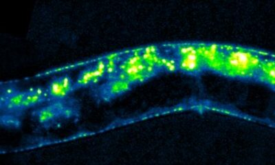 Ingénieur(e) d’étude en biologie cellulaire et moléculaire, CDD 1 an renouvelable F/H (Lyon 08)