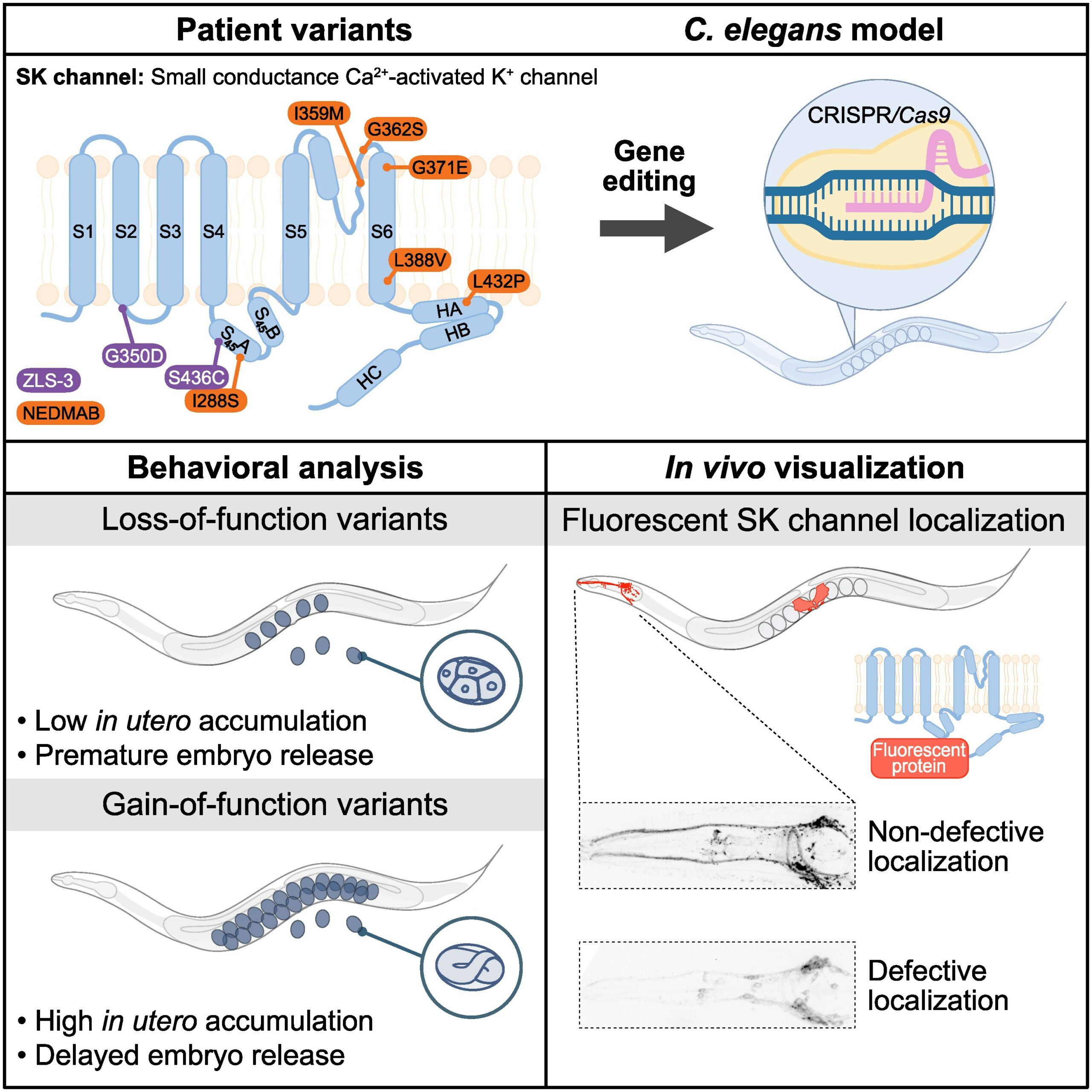 Functional validation of human SK channels variants causing NEDMAB and Zimmermann–Laband syndrome-3 in C. elegans